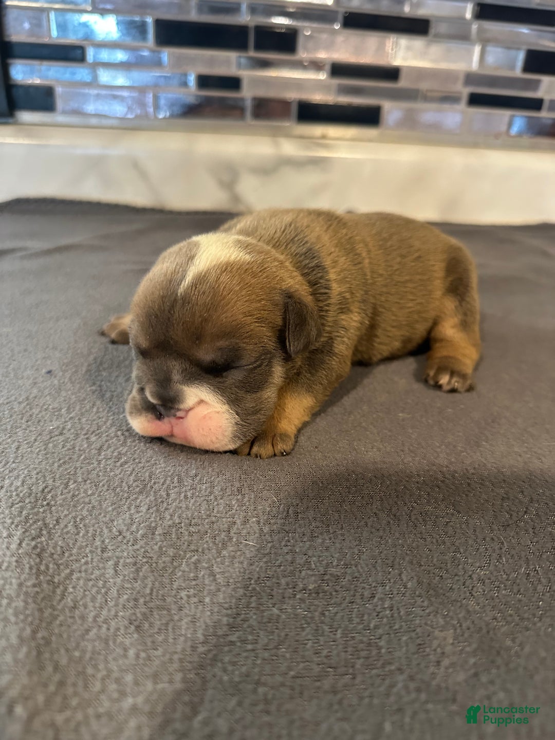 English Bulldog dogs for sale: Blue Fawn Merle Boy  - Ad 41