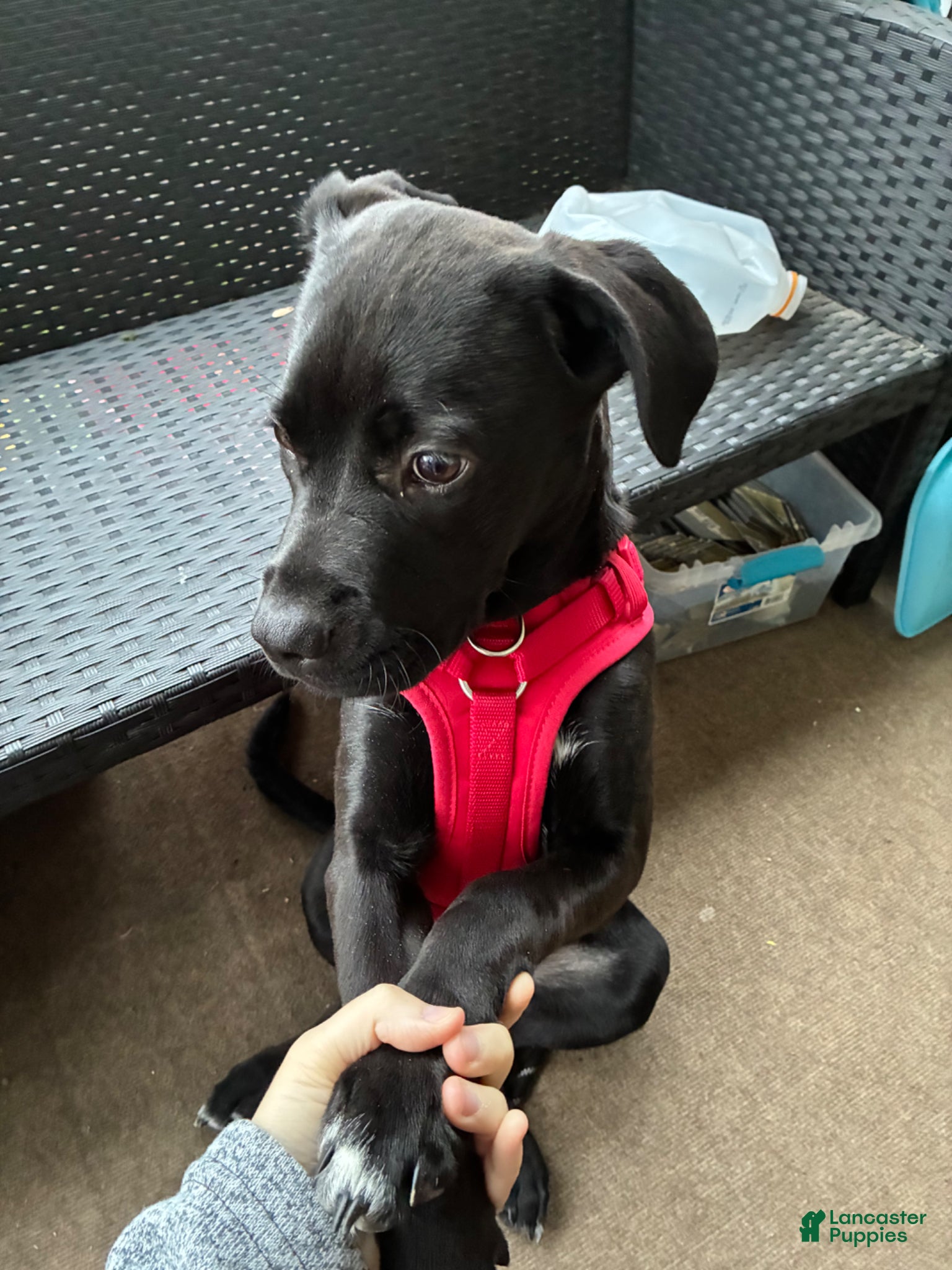 Mixed Breed dogs for sale: Kanesley - Ad 9