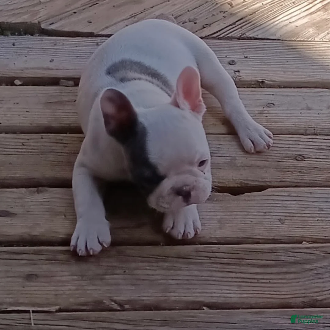 English Bulldog dogs for sale: English Bulldog Puppy 2 - Ad 6