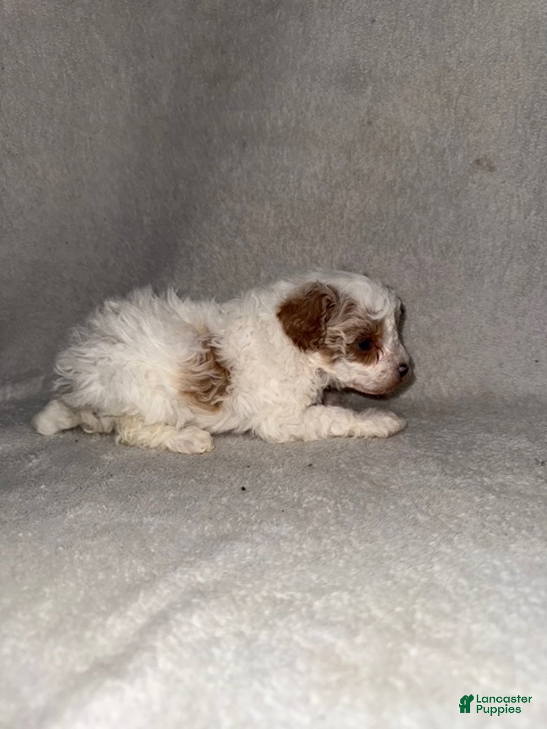 Cavapoo dogs for sale: Cavapoo Puppy 5 - Ad 3