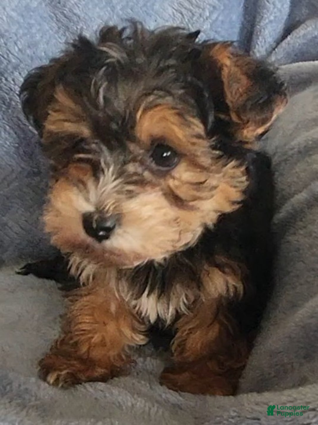 Yorkiepoo dogs for sale: Boyd - Ad 4