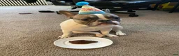 French Bulldog dogs for sale: French Bulldog Puppy 1 - Ad 13