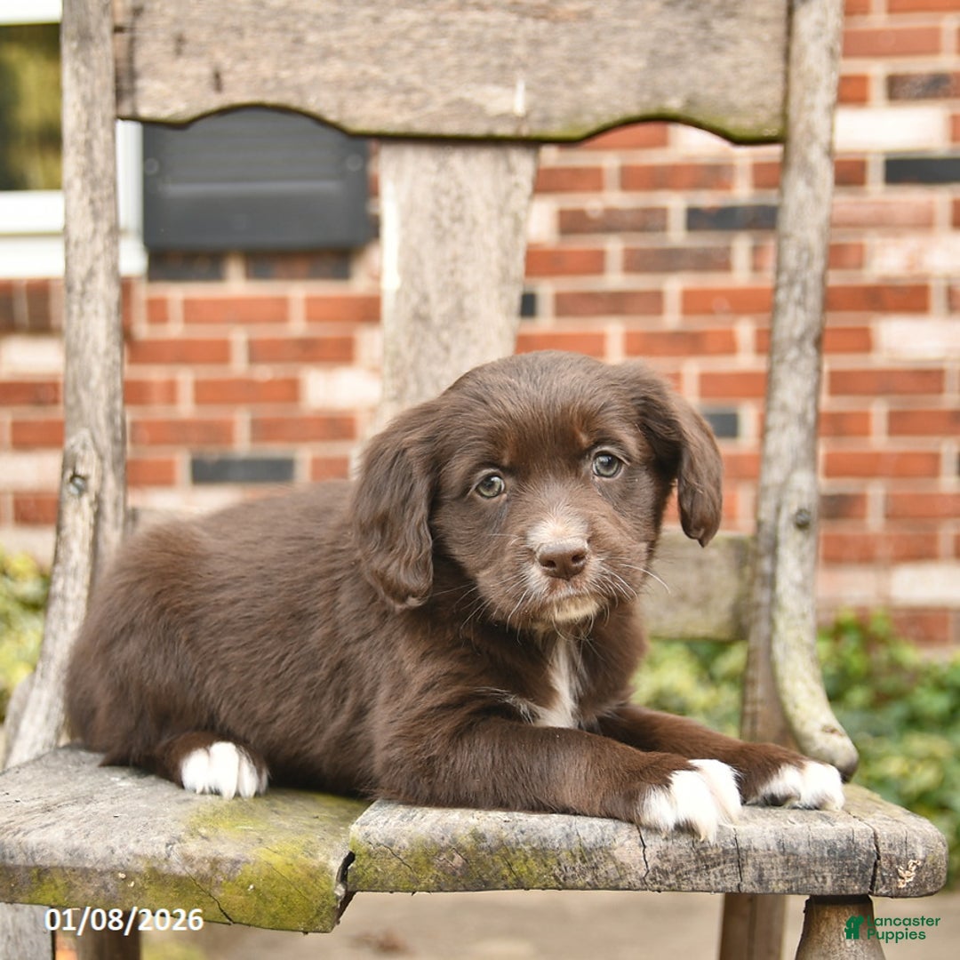 Mixed Breed dogs for sale: Haven  - Ad 2