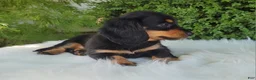 Miniature Dachshund dogs for sale: Vivian  - Ad 11