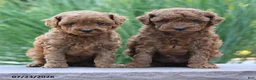 Toy Poodle dogs for sale: Kansas - Ad 5