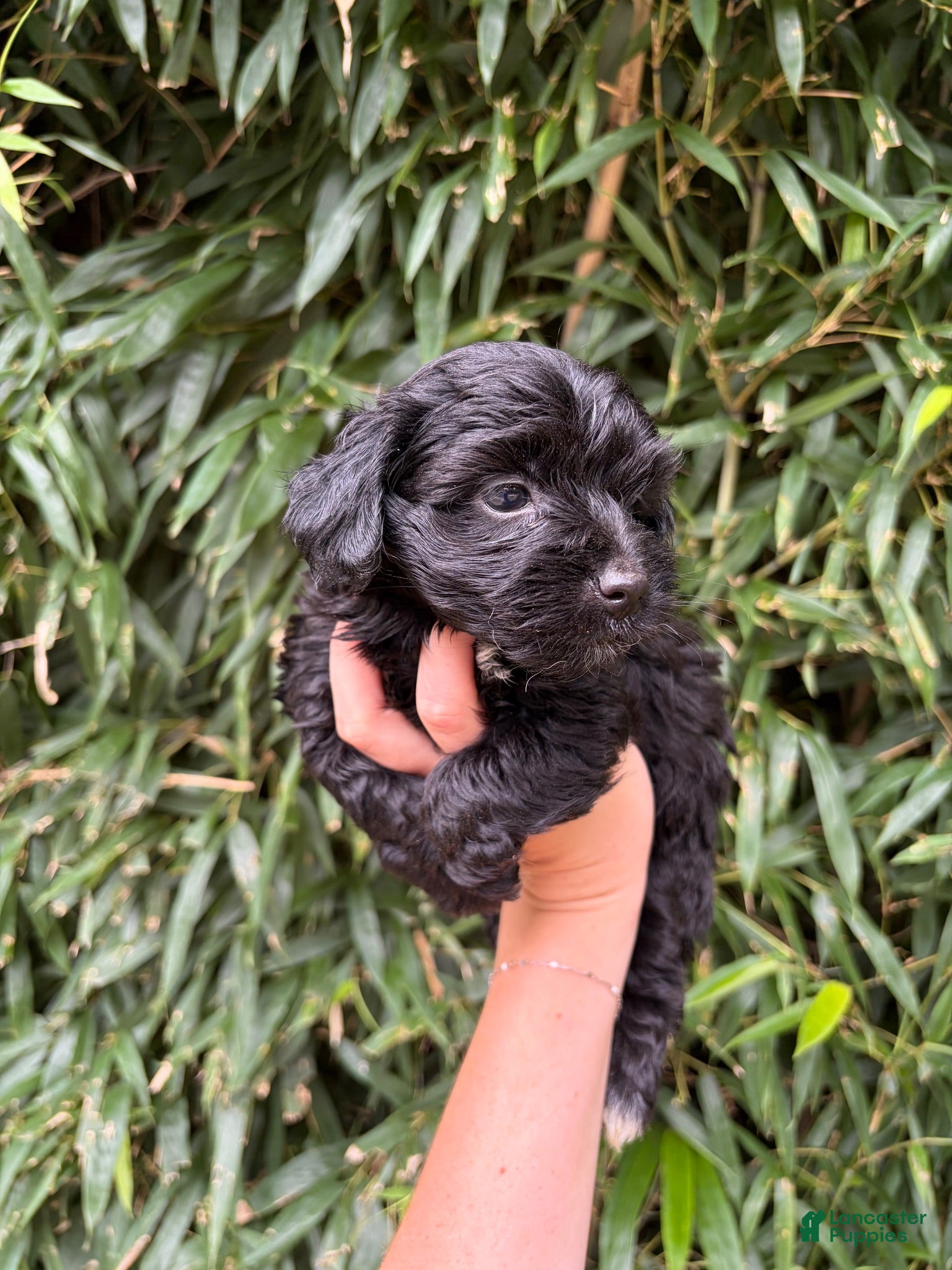 Mixed Breed dogs Mixed Breed 1 - Ad 37