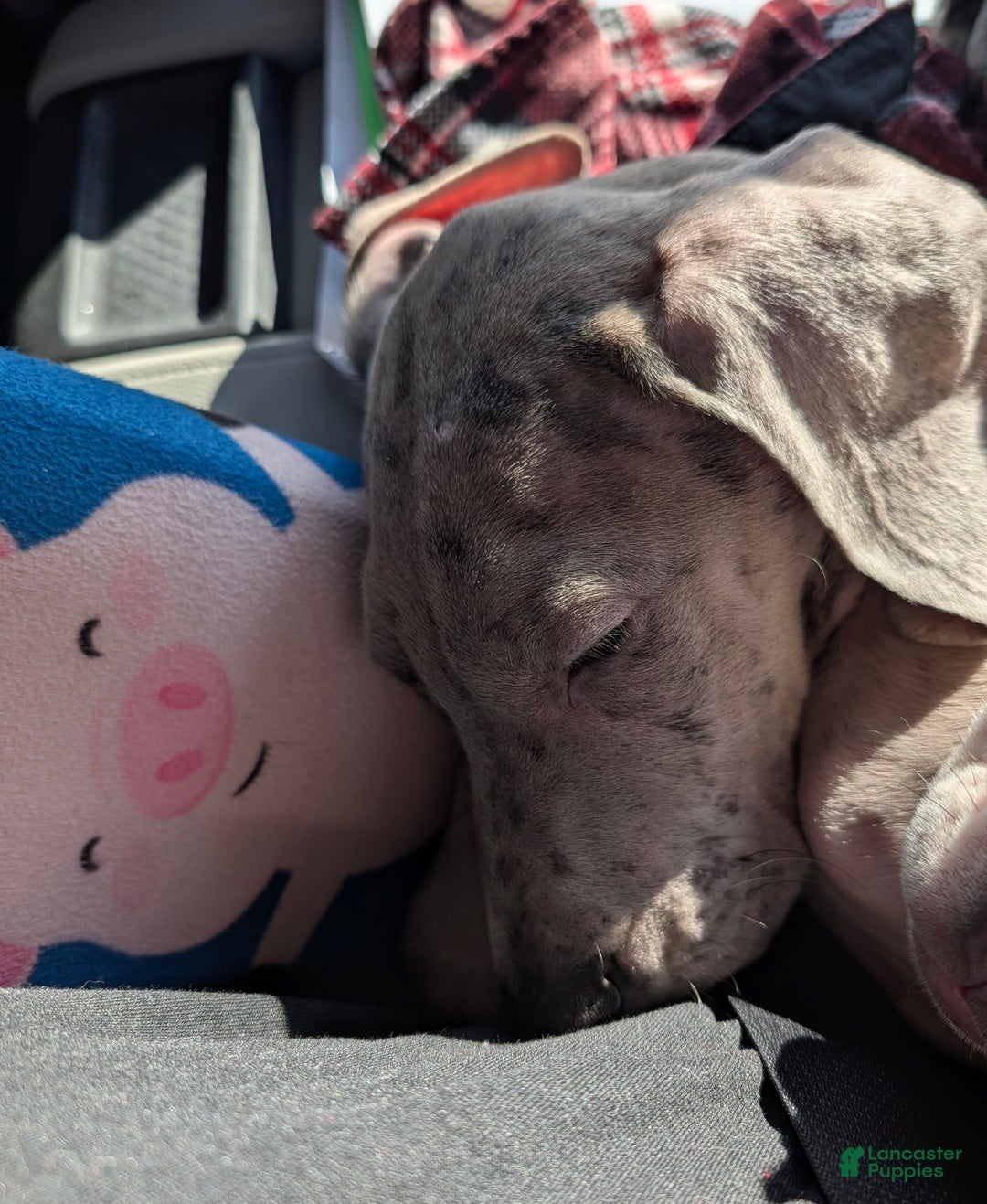 Great Dane dogs for sale: Great Dane Puppy 1 - Ad 4