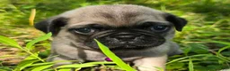 Pug dogs for sale: Manny - Ad 9