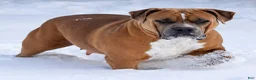 American Bully dogs for sale: American Bully 2 - Ad 2