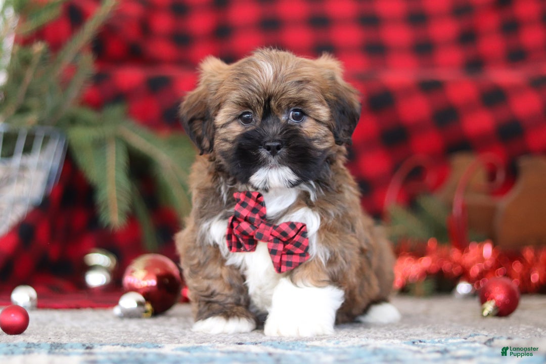 Lhasa Apso dogs for sale: Kenny - Ad 1