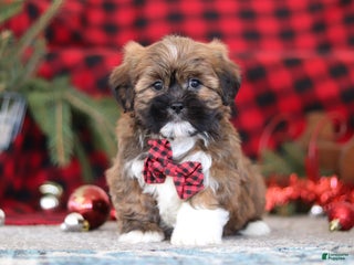 Lhasa Apso dogs Kenny - Ad 2