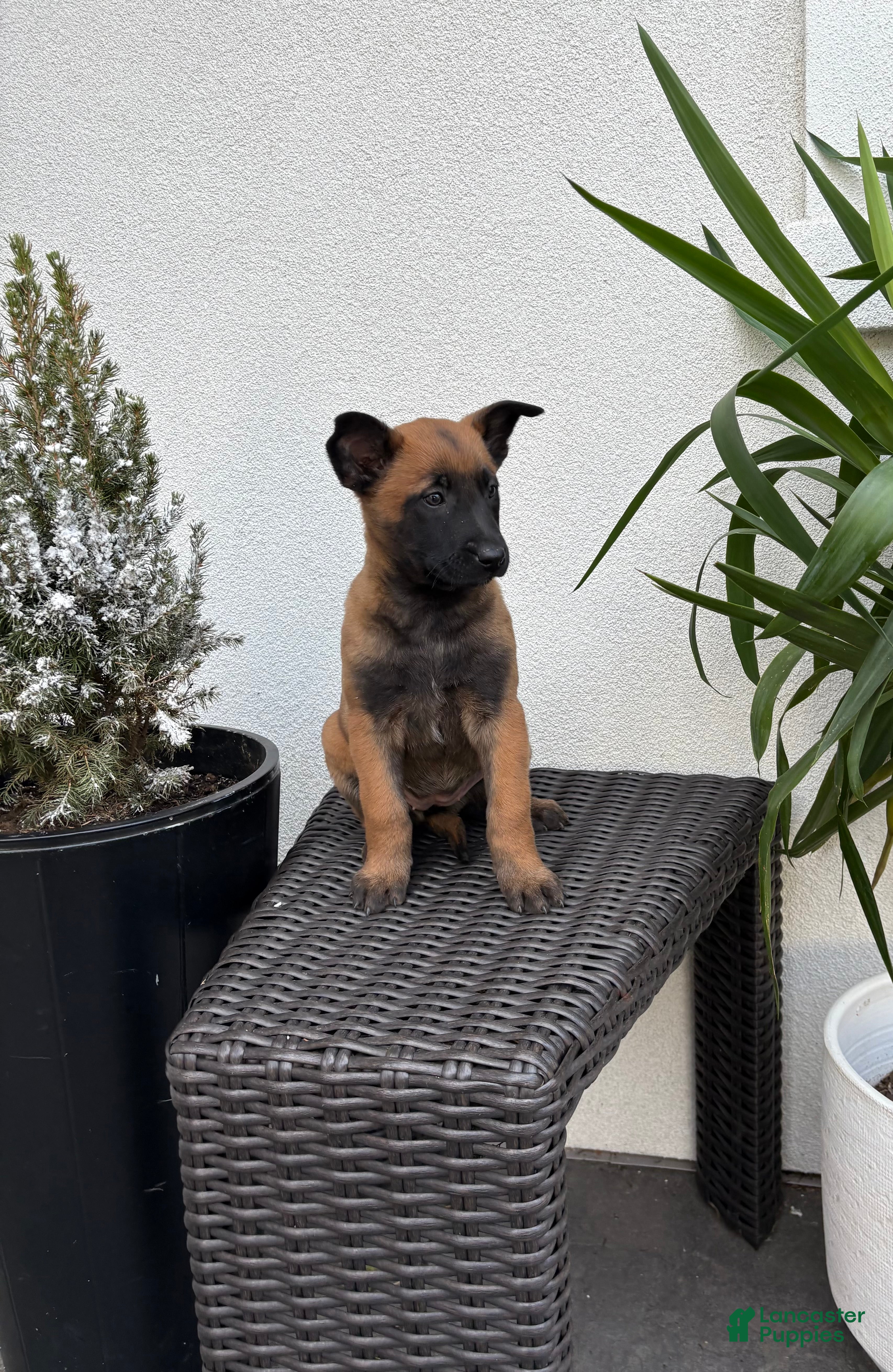 Belgian Malinois dogs Belgian Malinois Puppy (Mavis) - Ad 1