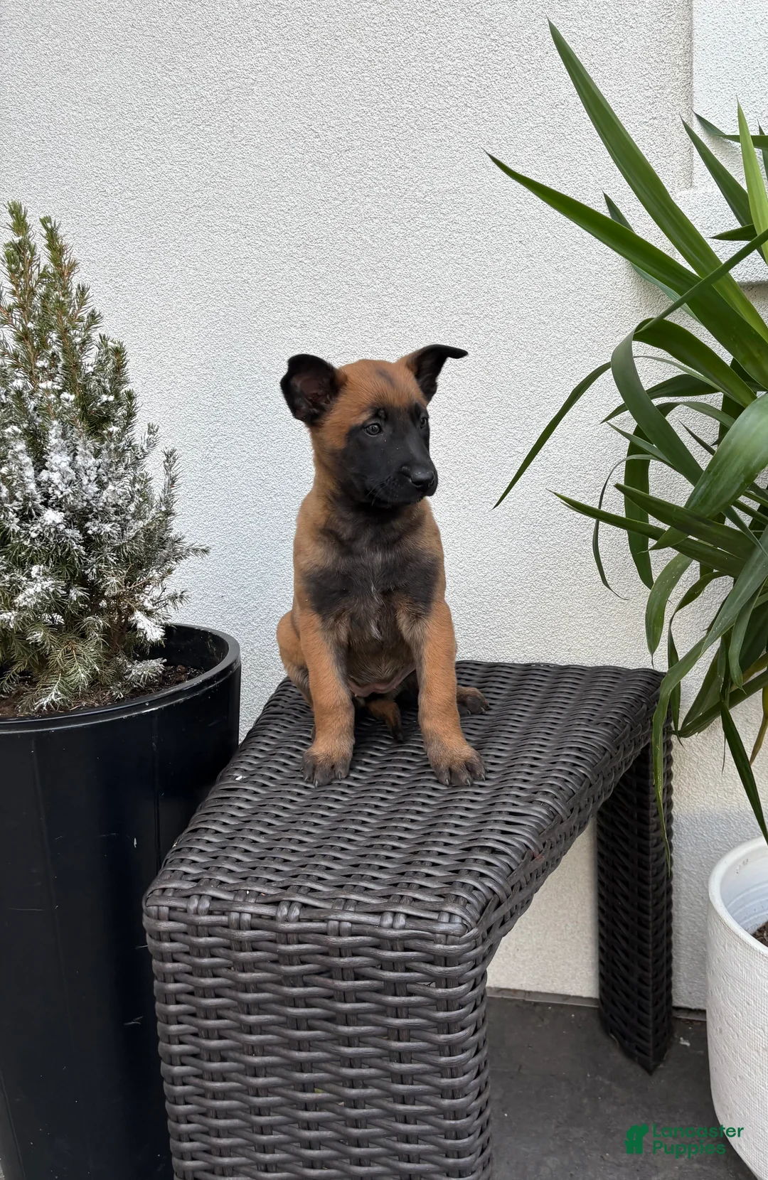 Belgian Malinois dogs for sale: Belgian Malinois Puppy (Mavis) - Ad 1