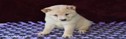 Shiba Inu dogs for sale: Lance  - Ad 4