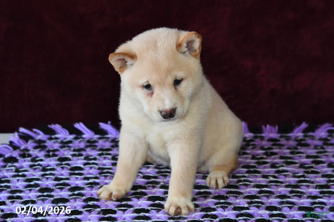 Shiba Inu dogs for sale: Lance  - Ad 4