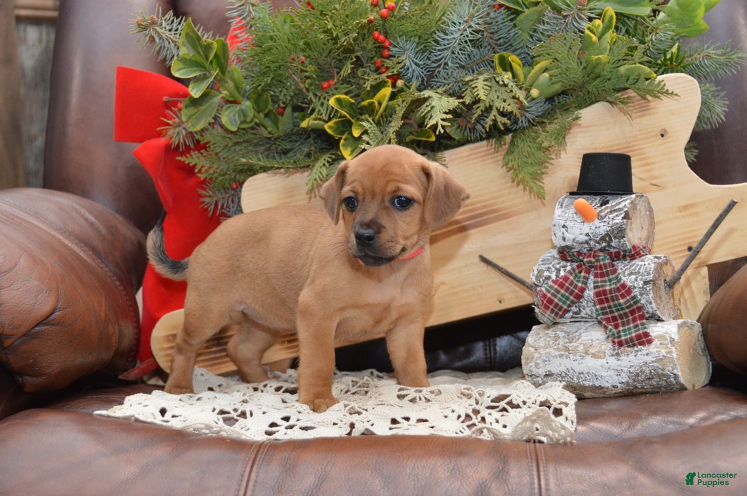 Jug dogs for sale: Abby - Ad 2