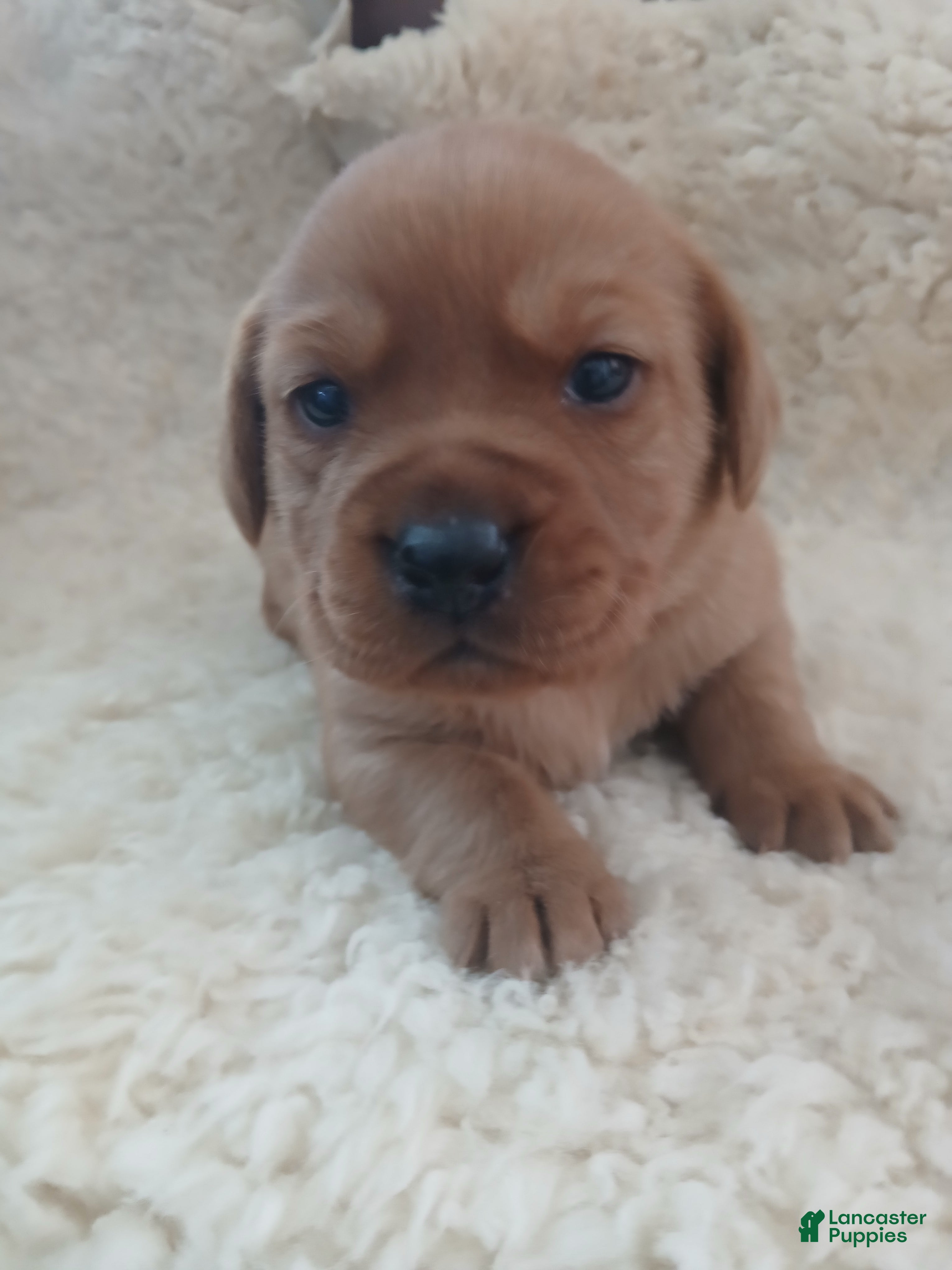 Labrador Retriever dogs Maggie  - Ad 33