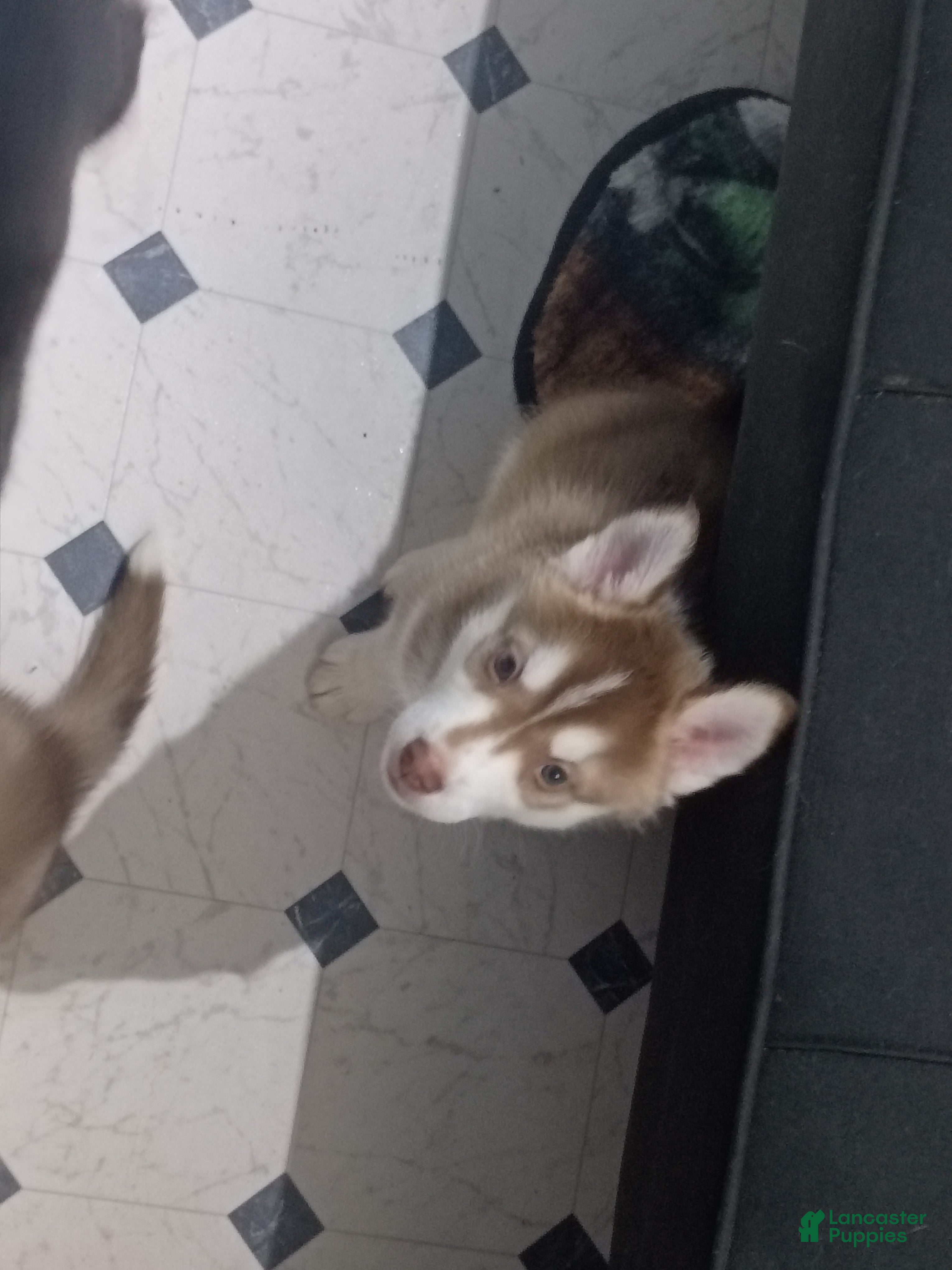 Siberian Husky dogs Orange Collar 5th Born - Temp Name is Tangerine - Ad 11