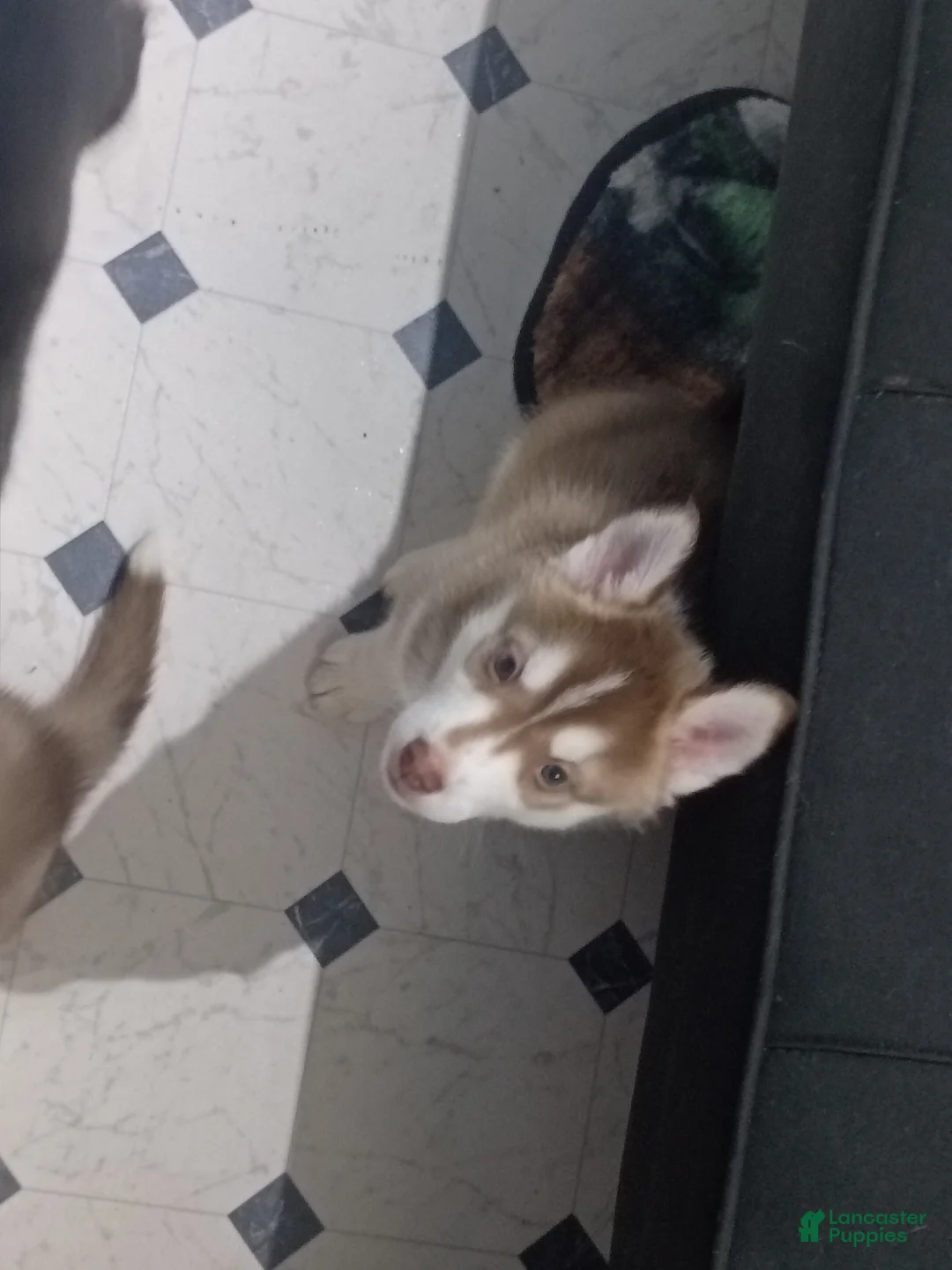 Siberian Husky dogs for sale: Orange Collar 5th Born - Temp Name is Tangerine - Ad 1