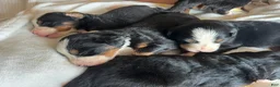 Bernese Mountain Dog dogs for sale: Dark Pink Female - Ad 7