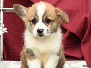 Welsh Corgi Pembroke dogs - Ad 5