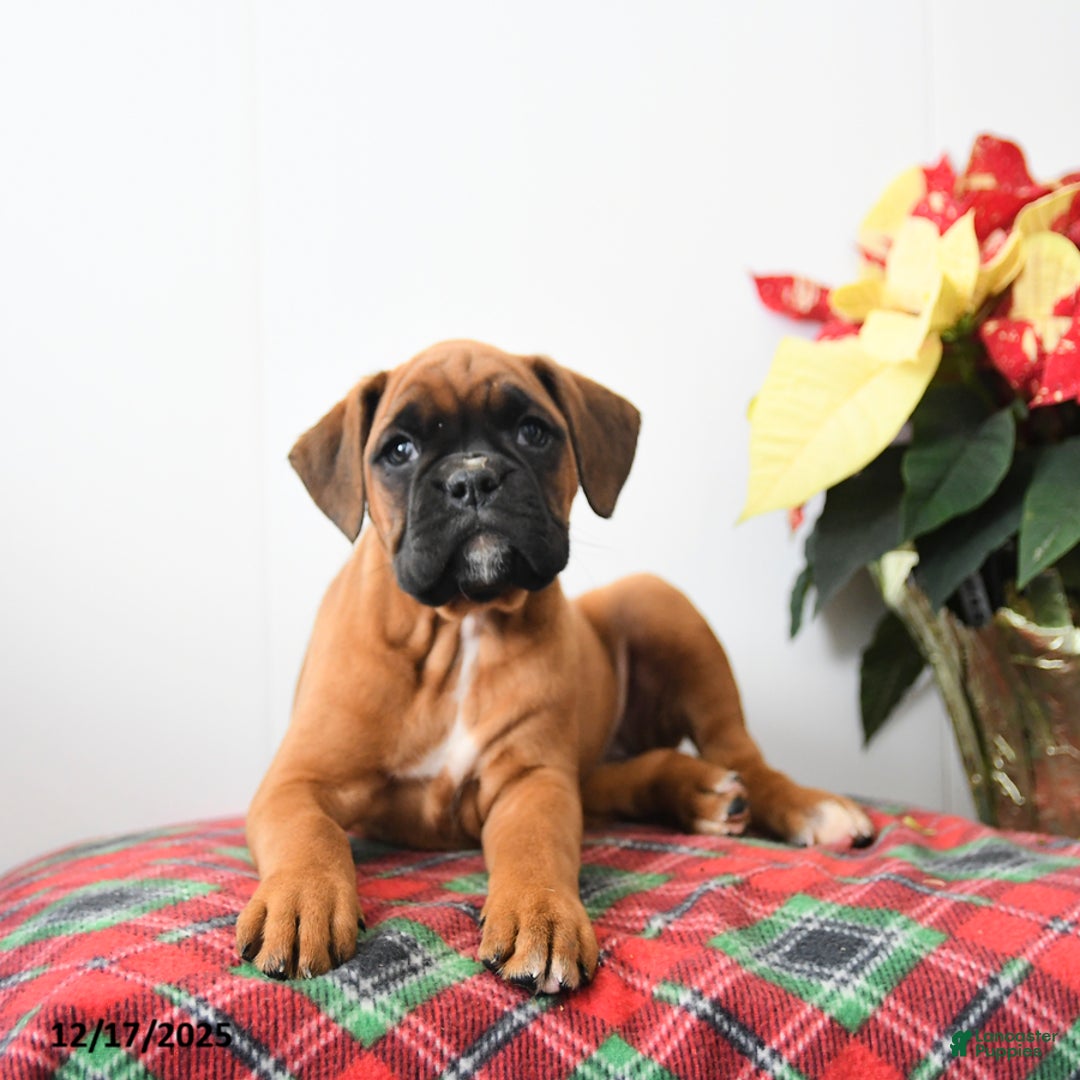 Boxer dogs for sale: Brenna - Ad 3