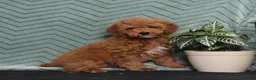 Miniature Poodle dogs for sale: BJ's Yahtzee - Ad 4