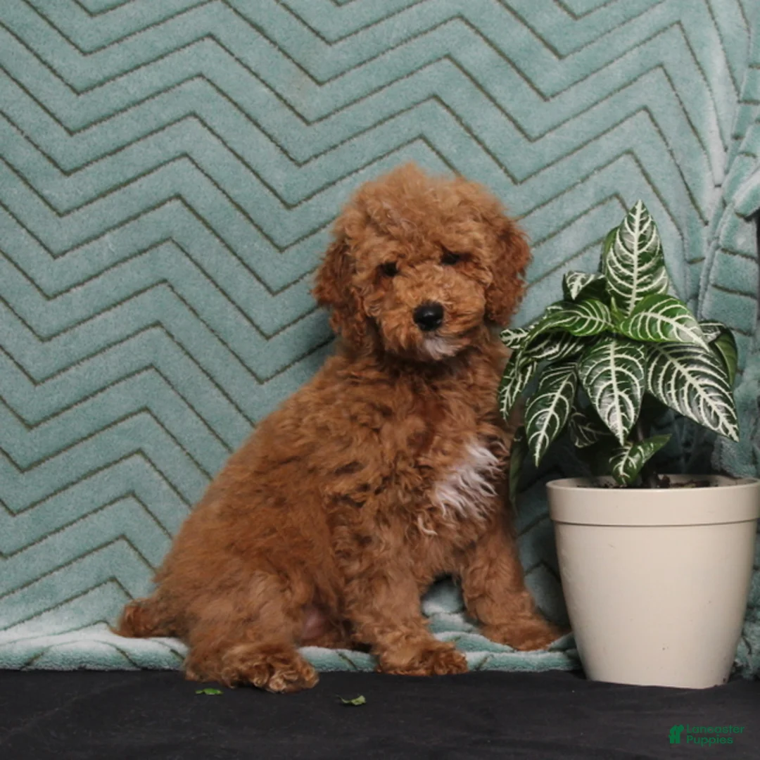 Miniature Poodle dogs for sale: BJ's Yahtzee - Ad 4