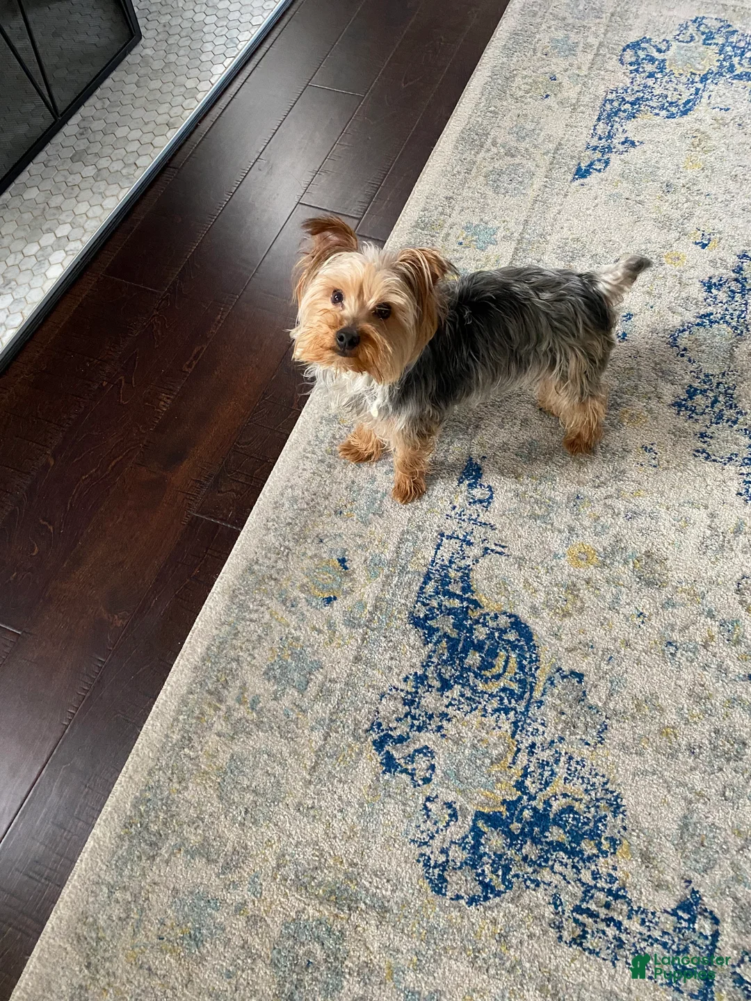 Yorkshire Terrier dogs for sale: Yorkshire Terrier Puppy 1 - Ad 6