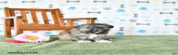 Shihpoo dogs for sale: Chloe - Ad 2