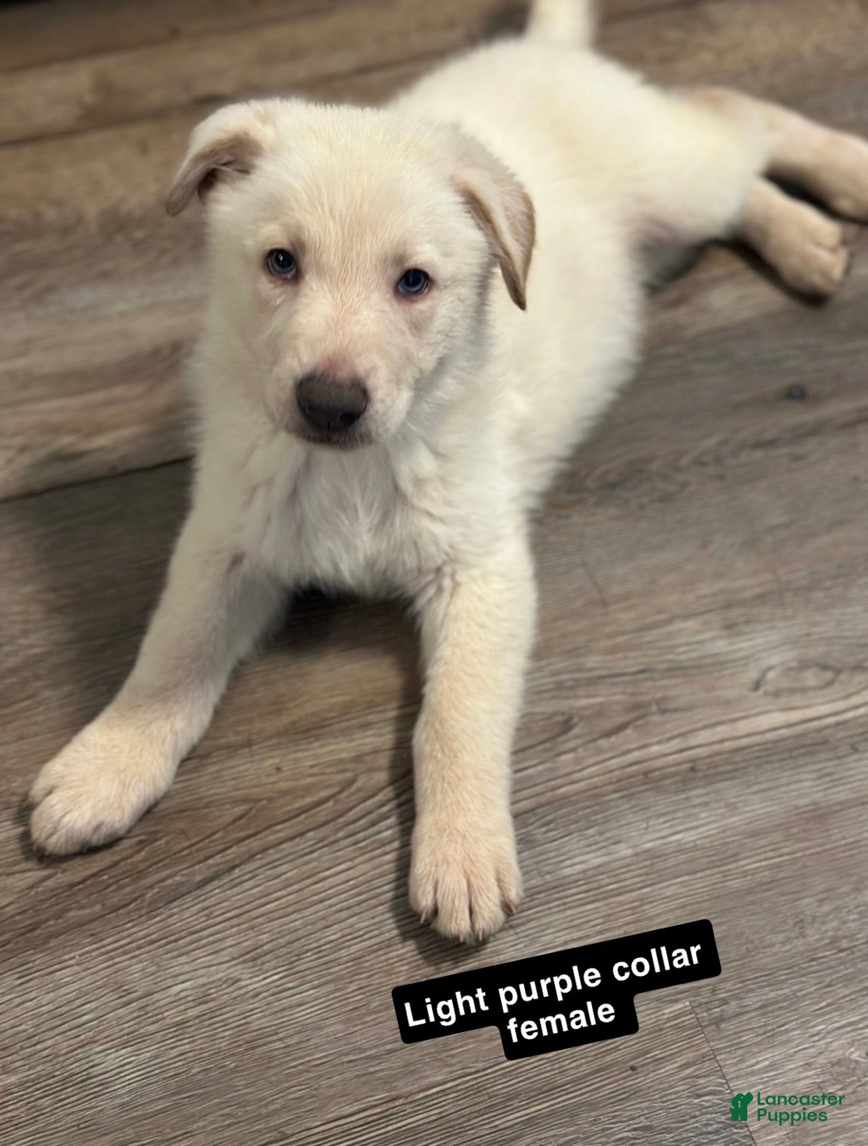 German Shepherd dogs Light purple collar  - Ad 3