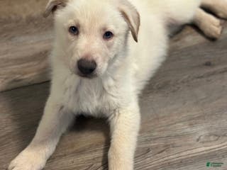 German Shepherd dogs Light purple collar - Ad 3