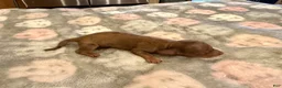 Miniature Dachshund dogs for sale: Red dapple girl - Ad 2
