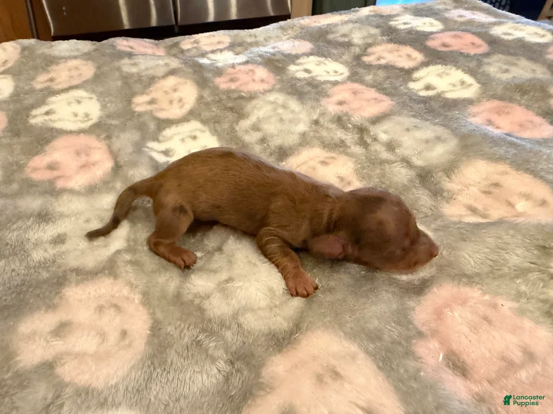 Miniature Dachshund dogs for sale: Red dapple girl - Ad 2