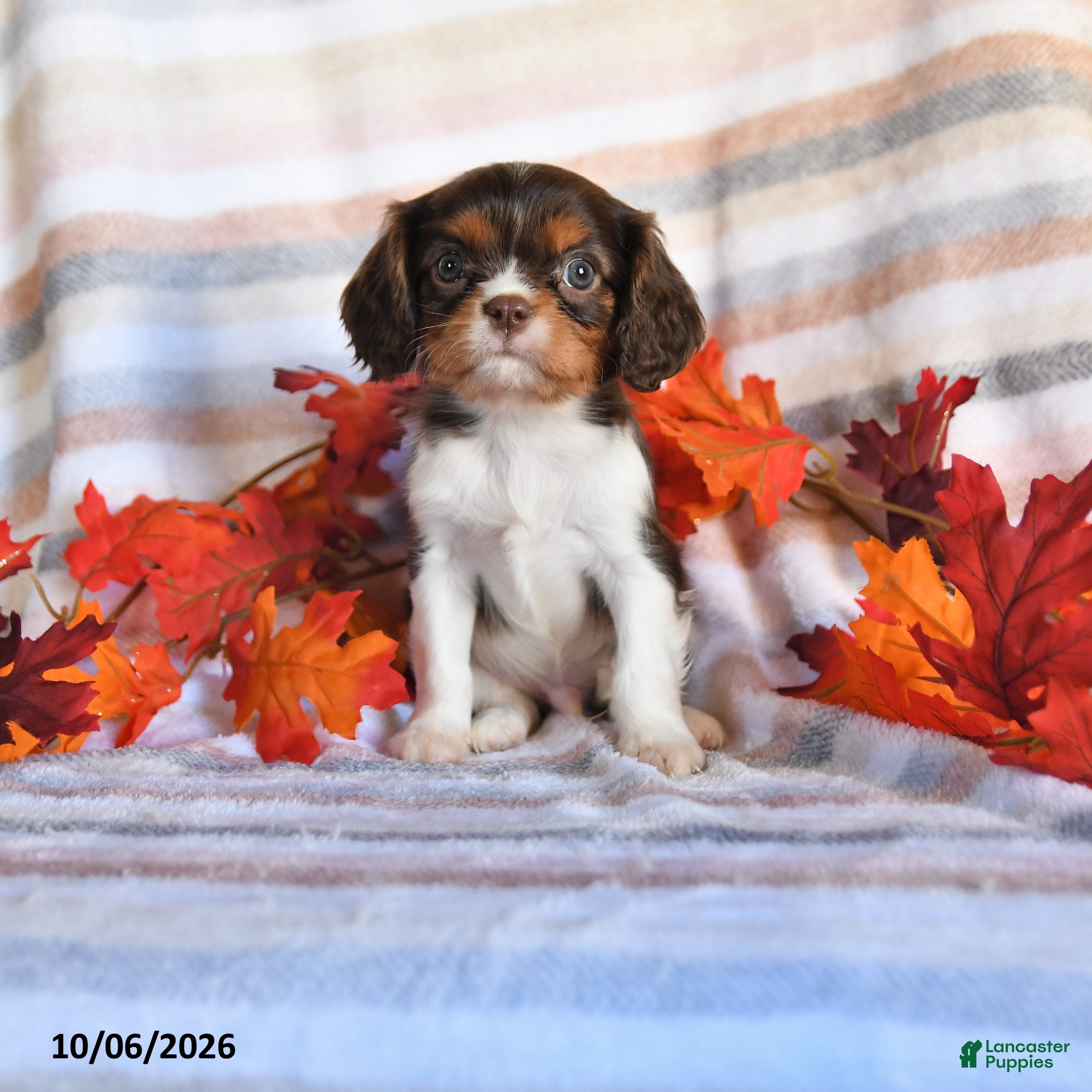 Leo (Cavalier King Charles Spaniel, Male) in Kinzers, PA