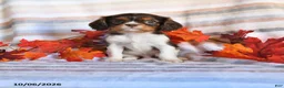 Cavalier King Charles Spaniel dogs for sale: Leo - Ad 1