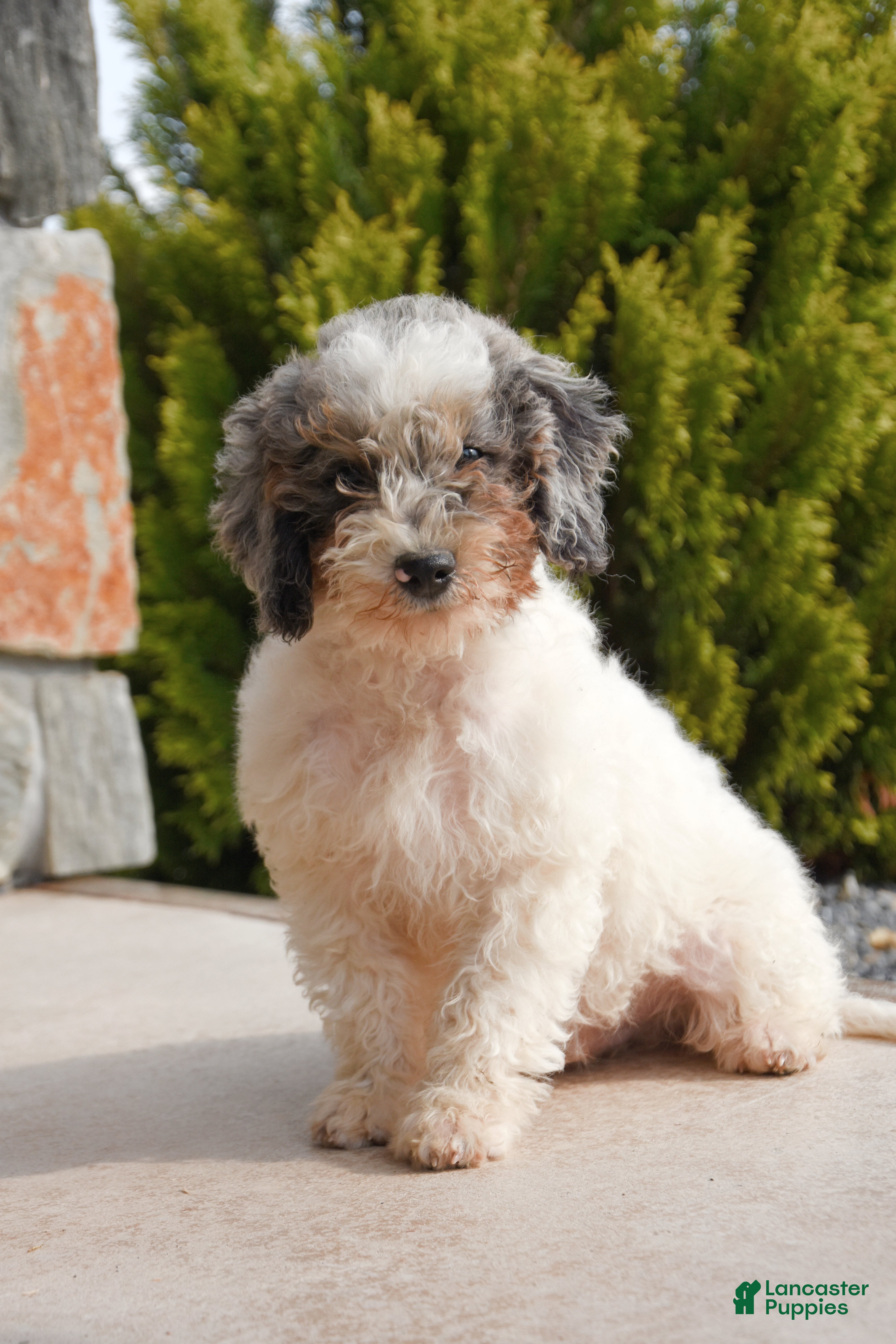 Mini Goldendoodle dogs Axel - Ad 2