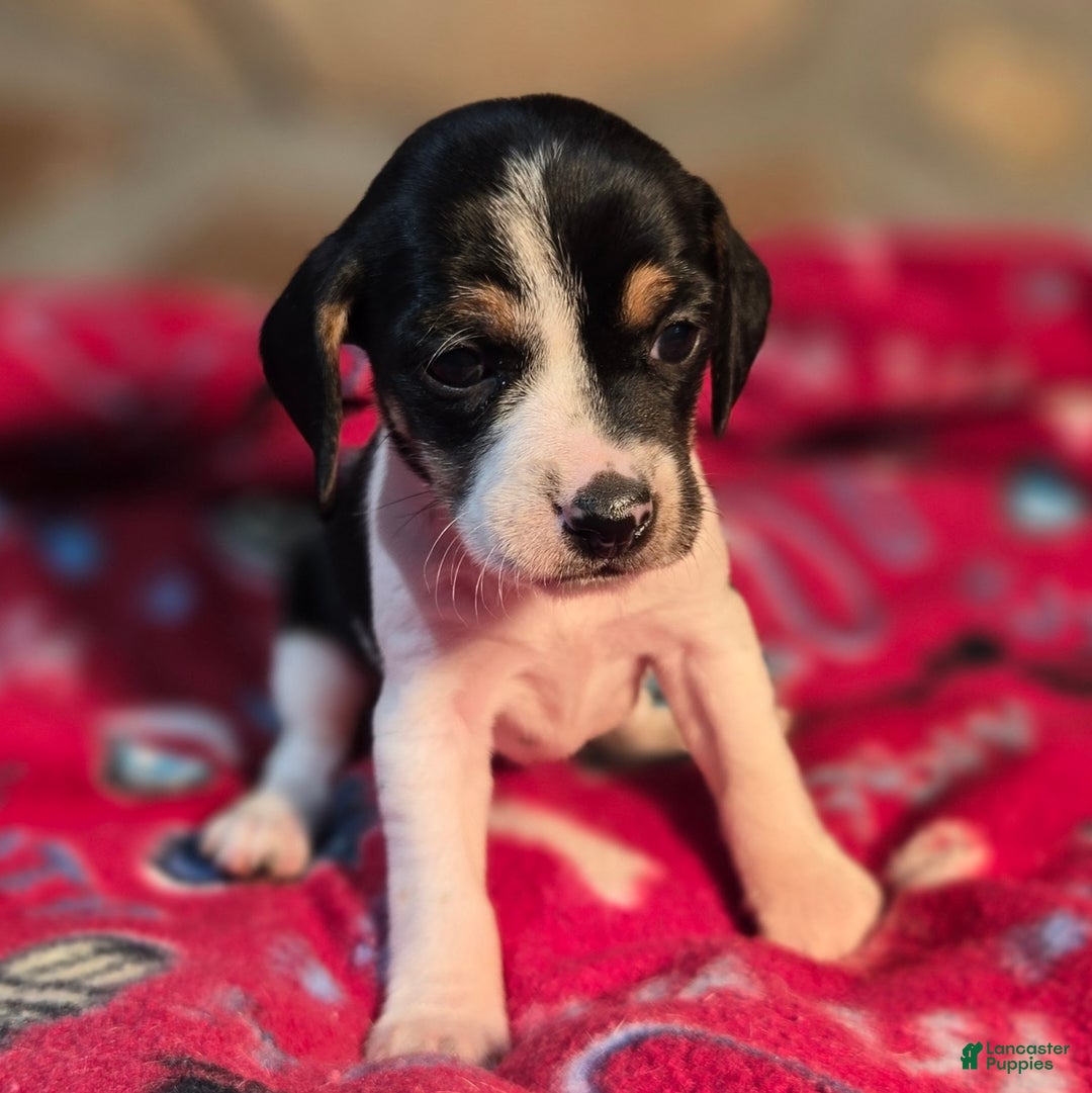 Beagle dogs for sale: Cinnamon Queen Elizabeth Pocket Beagle - Ad 7