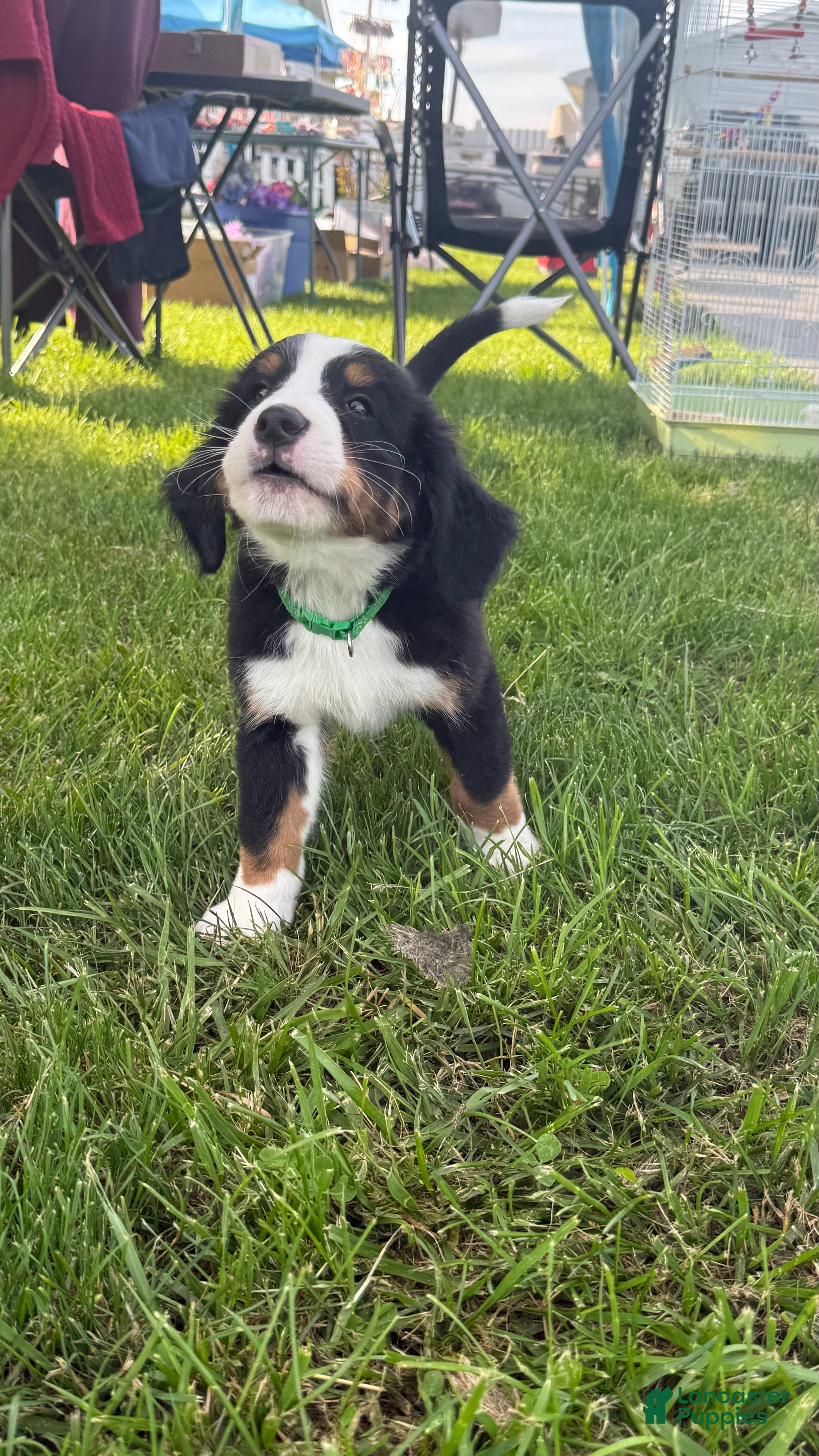 Bernese Mountain Dog dogs for sale: Gentry - Ad 4