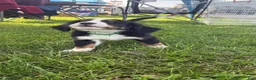 Bernese Mountain Dog dogs for sale: Gentry - Ad 1