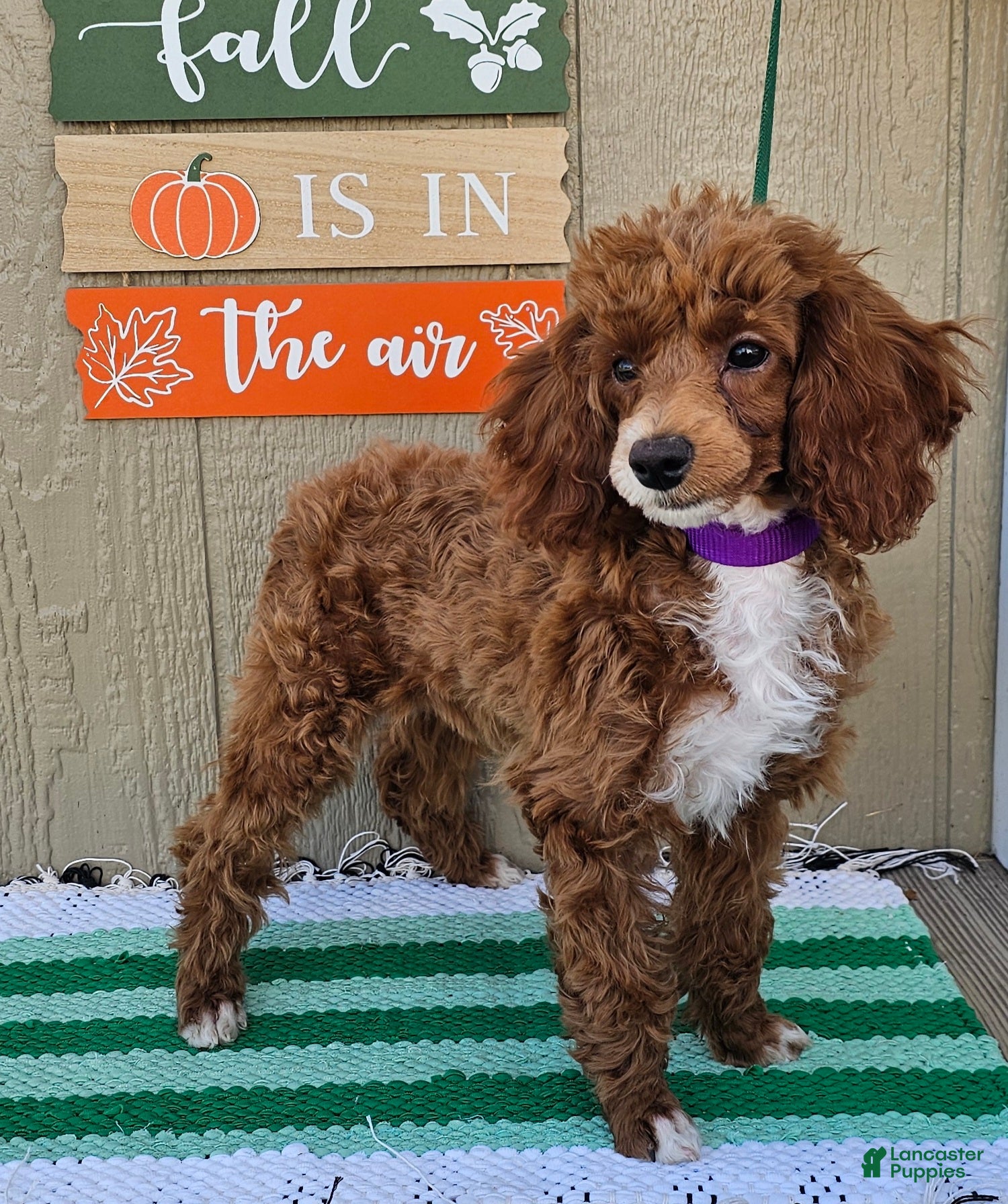 Miniature Poodle dogs Bailey - Ad 2