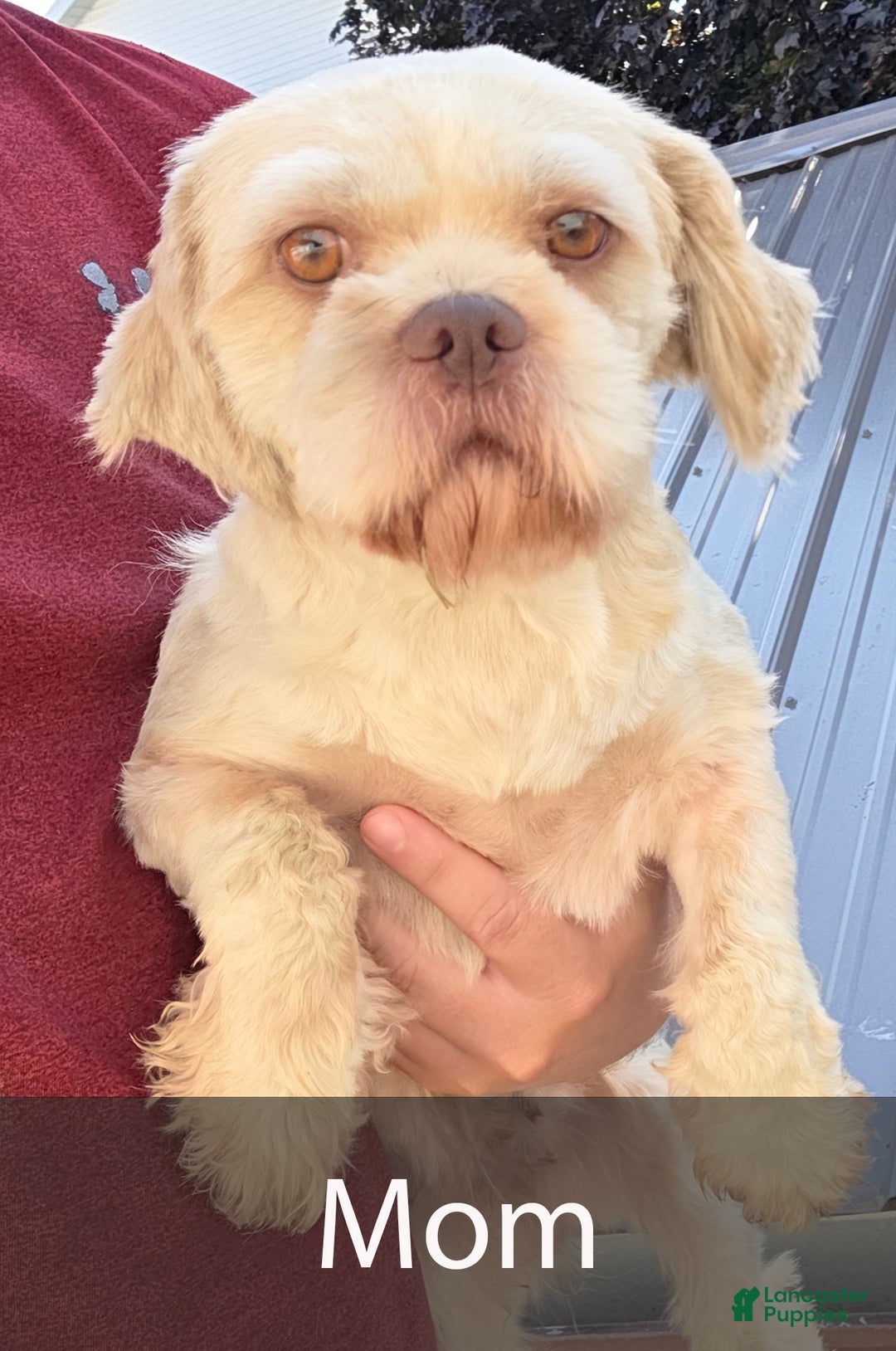 Shih Tzu dogs for sale: Skye - Ad 10