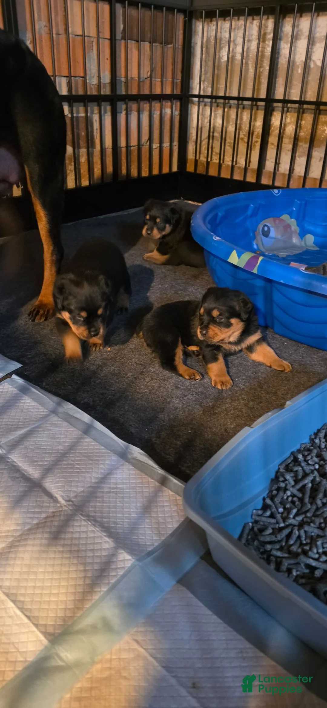 Rottweiler dogs for sale: Rottweiler 3 - Ad 2