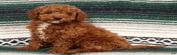 Mini Goldendoodle dogs for sale: Jay - Ad 4