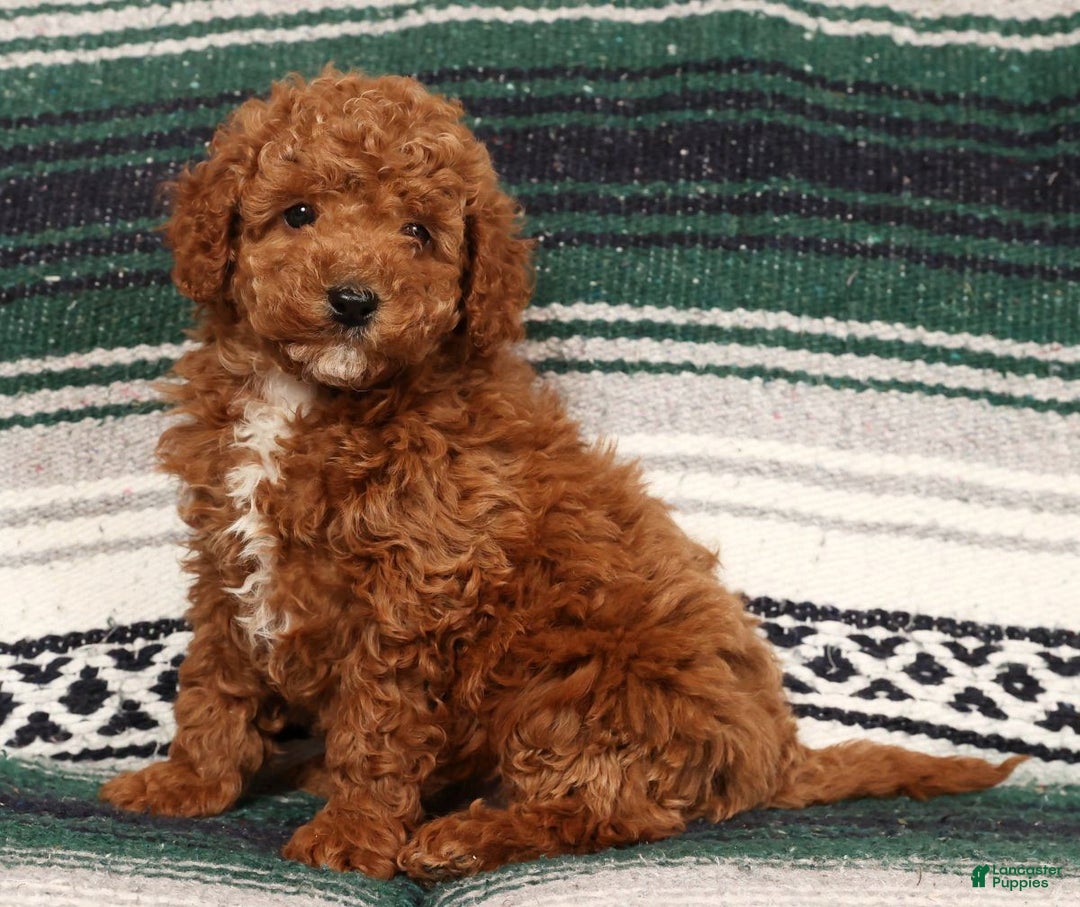 Mini Goldendoodle dogs for sale: Jay - Ad 4