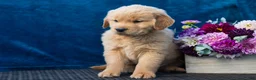 Golden Retriever dogs for sale: Spencer - Ad 4
