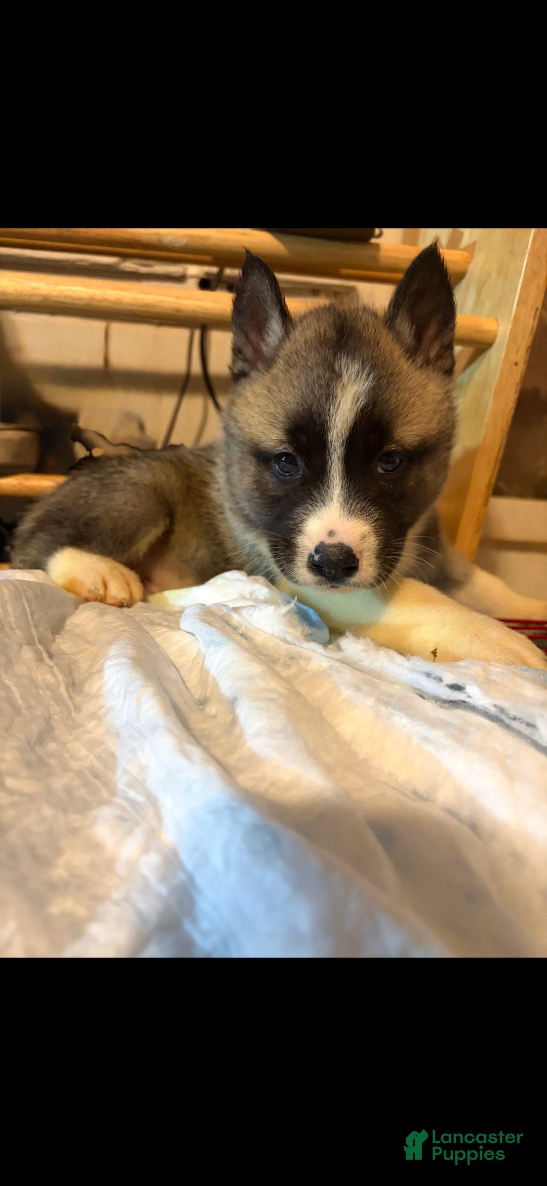 Mixed Breed dogs for sale: aspen - Ad 2