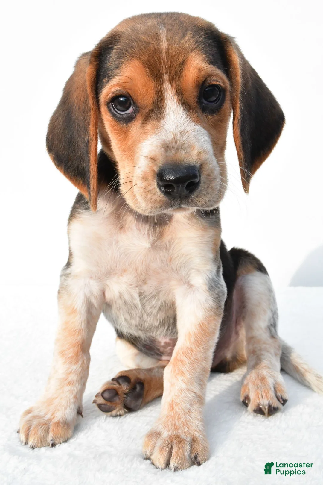 Beagle dogs for sale: Allen - Ad 1
