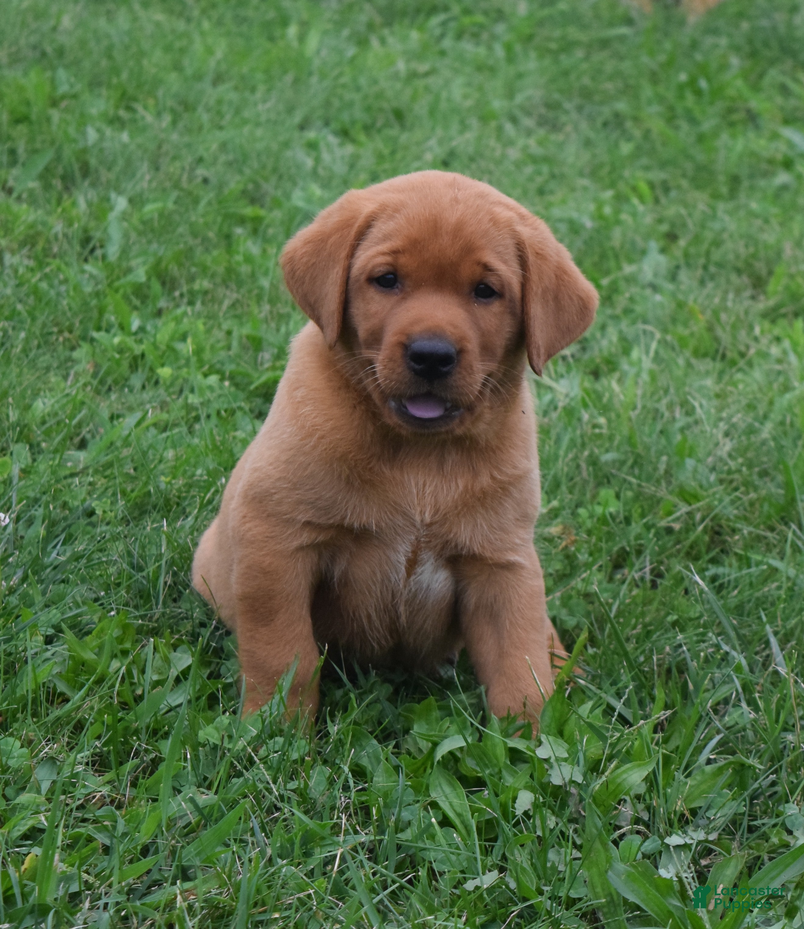 Labrador Retriever dogs Copper - Ad 1