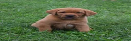 Labrador Retriever dogs for sale: Copper - Ad 1